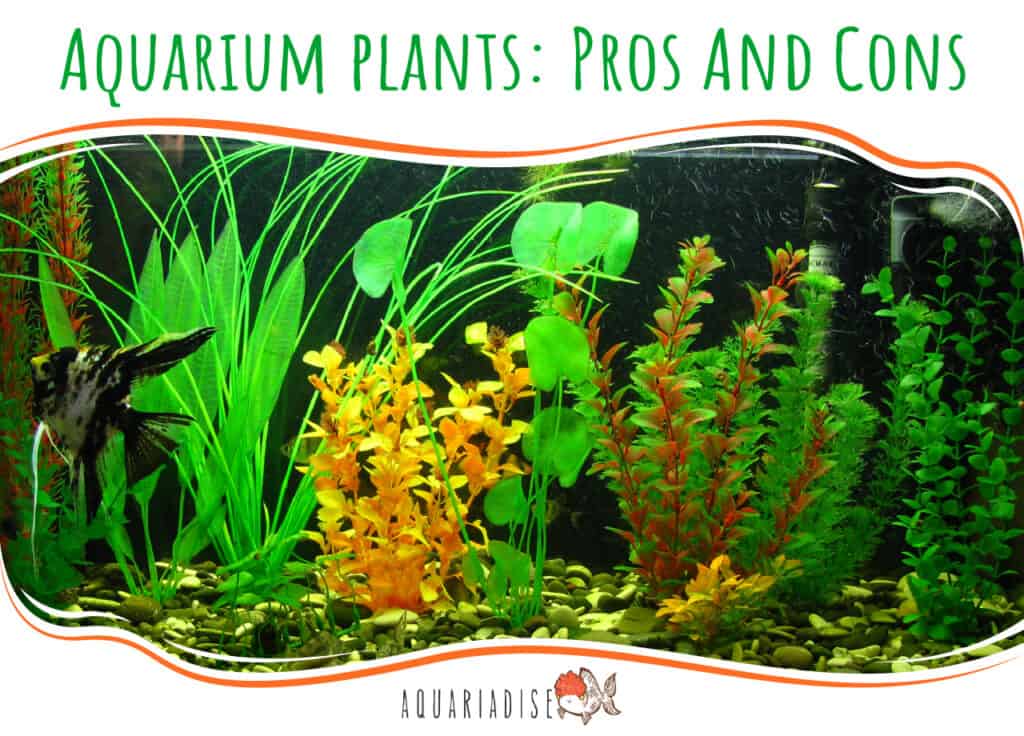 Aquarium plants Pros And Cons