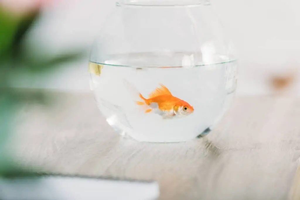Goldfish Bowl Banned