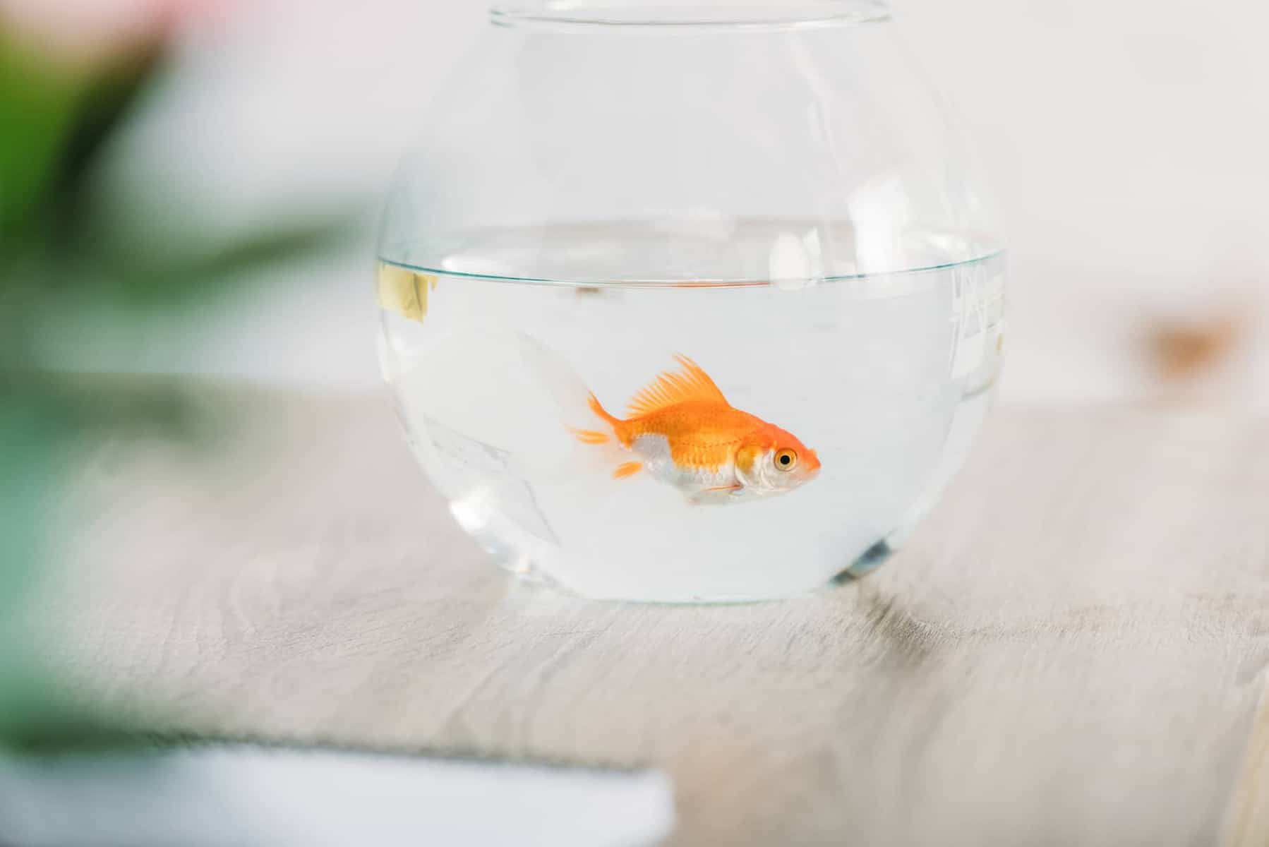 Why Goldfish Bowls Should Be Banned