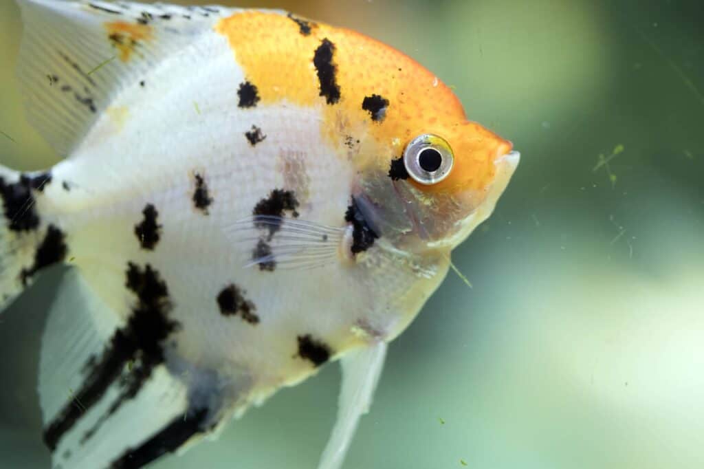 8 Worst Beginner Fish: How To Start Your Aquarium Right