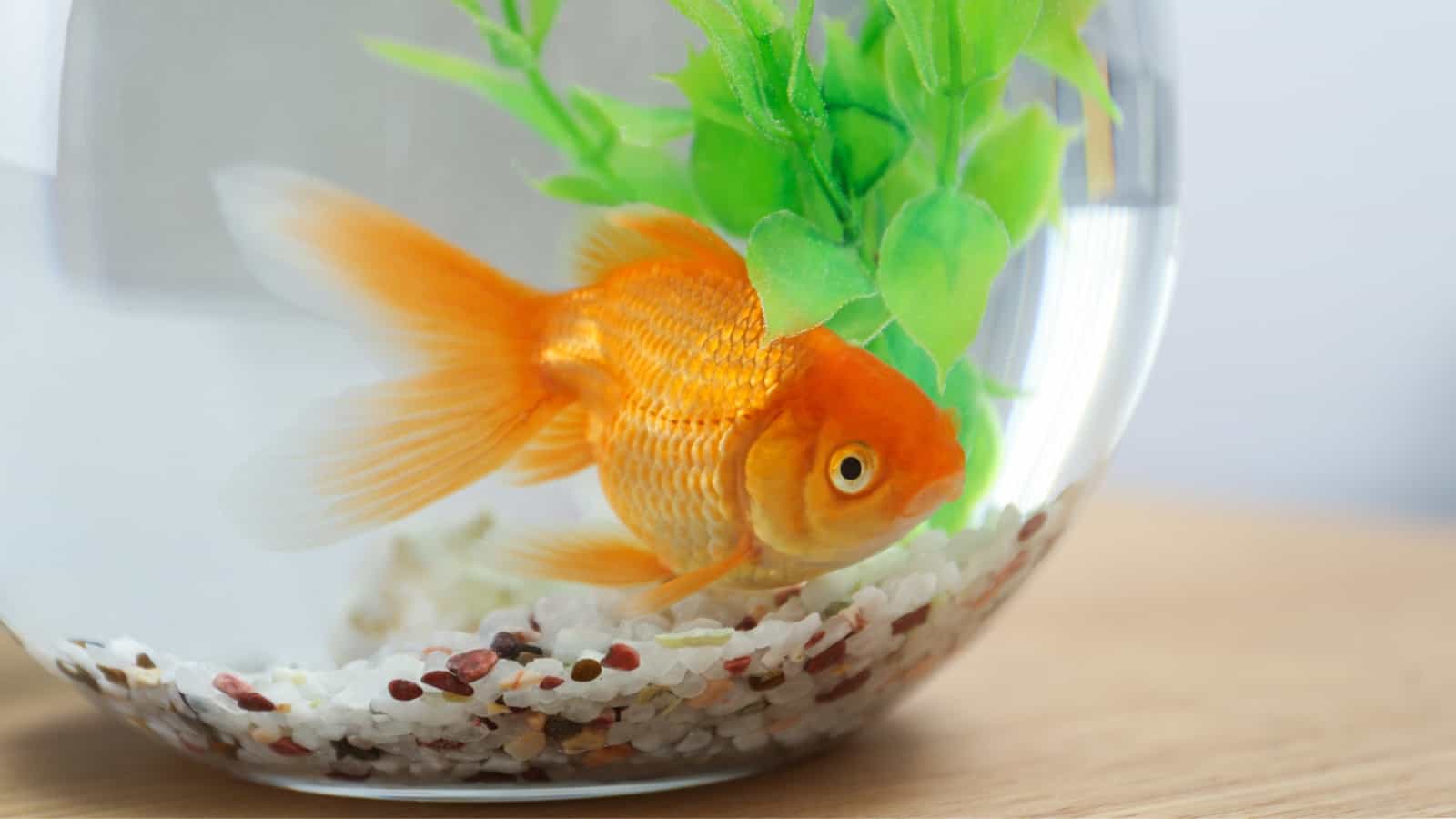 Why Goldfish Bowls Should Be Banned
