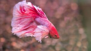 Labyrinth Organ: The Unique Breathing Biology of Fish