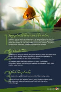 Illustration of Goldfish Escape Proofing Tank Tips