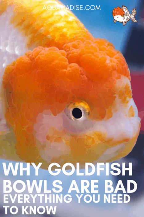 #Goldfish should never be kept in a bowl - but why? #aquariums #fish
