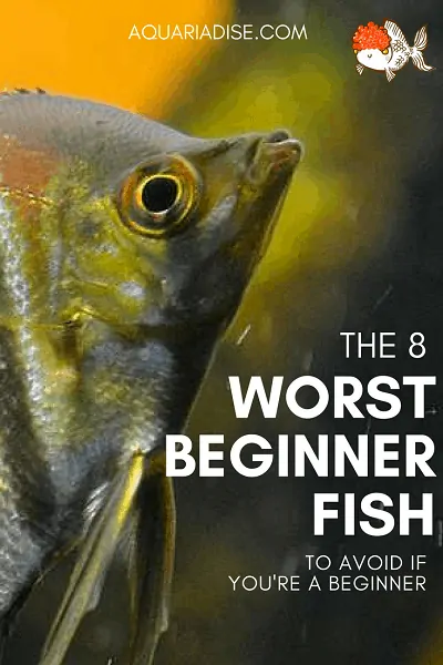 What are the worst aquarium fish for beginners?