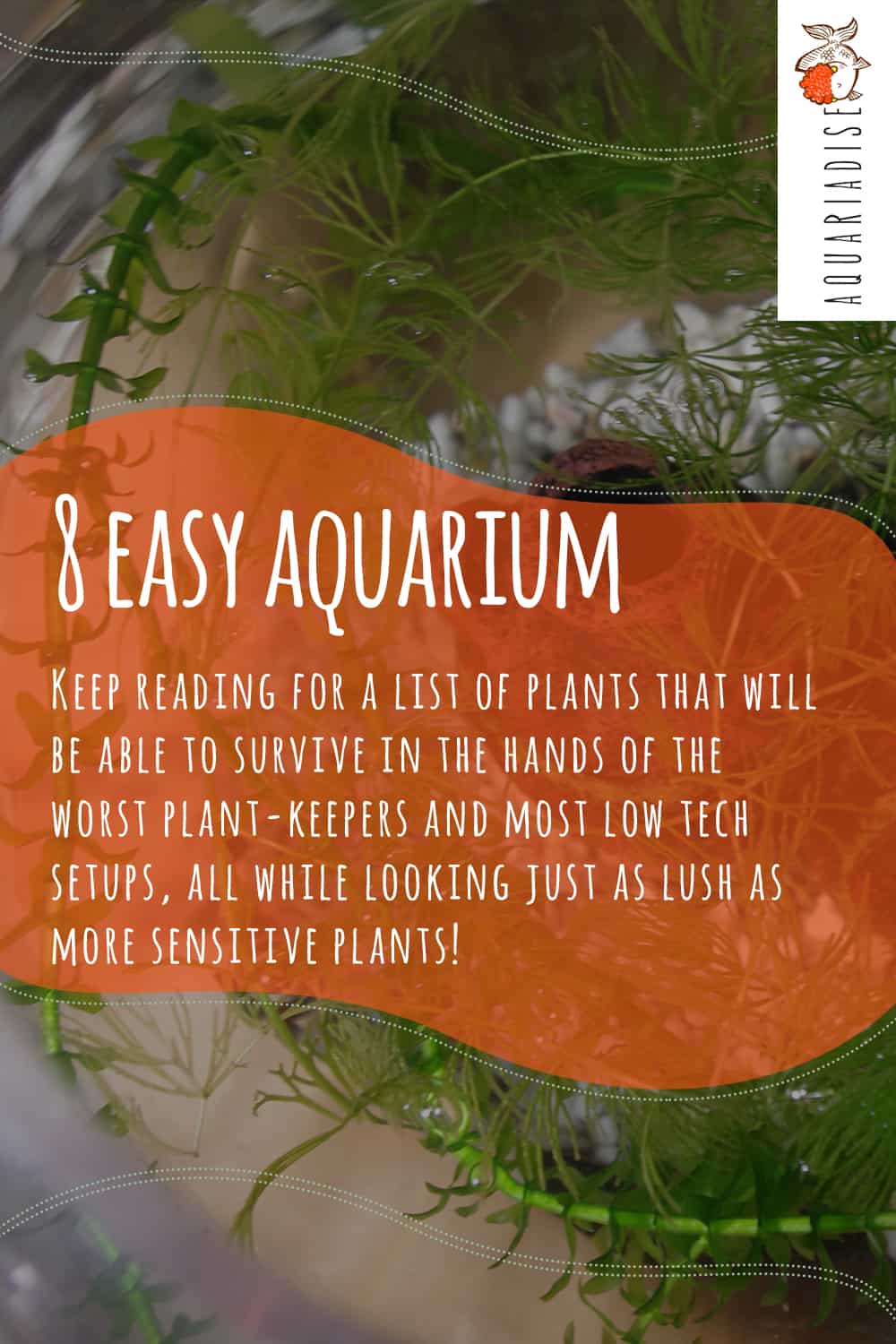 Aquaticmotiv® Starter Pack 4 Plants 'made for Beginners' - Live Aquarium Plants
