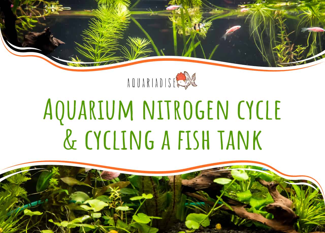 Aquarium nitrogen cycle & cycling a fish tank