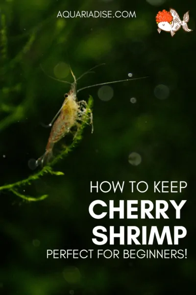 All about Cherry shrimp | Full Neocaridina davidi caresheet!