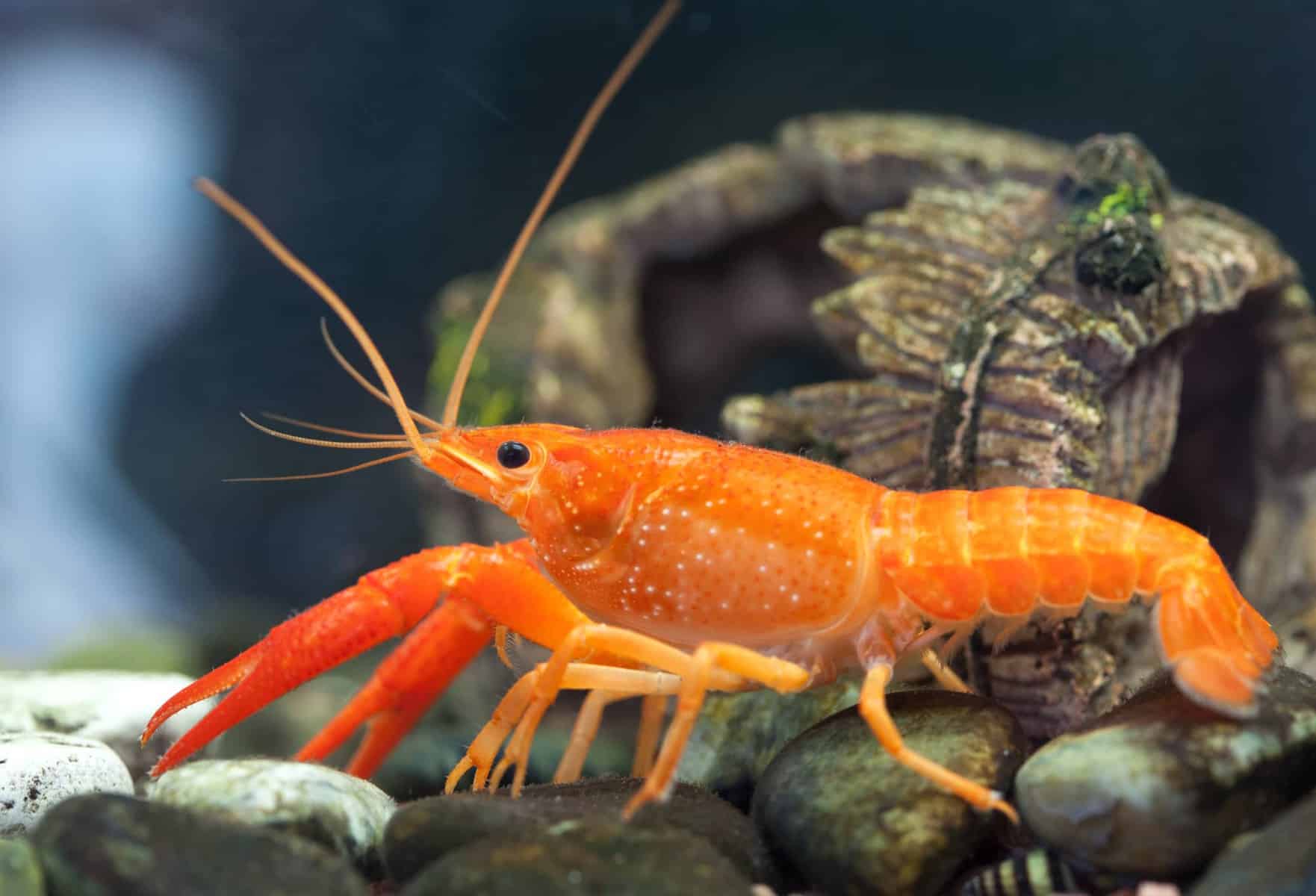 Dwarf Crayfish