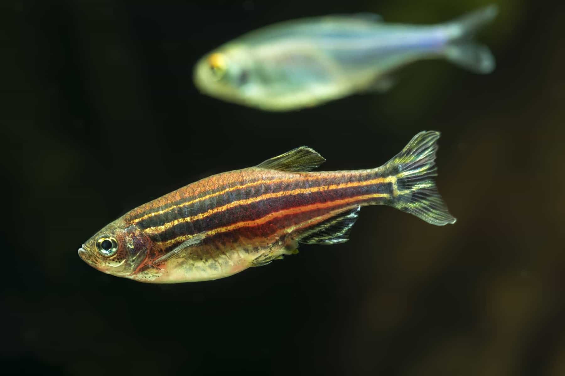 Geboorteplaats zakdoek Verrijken 6 vissen voor beginners - Aquariadise