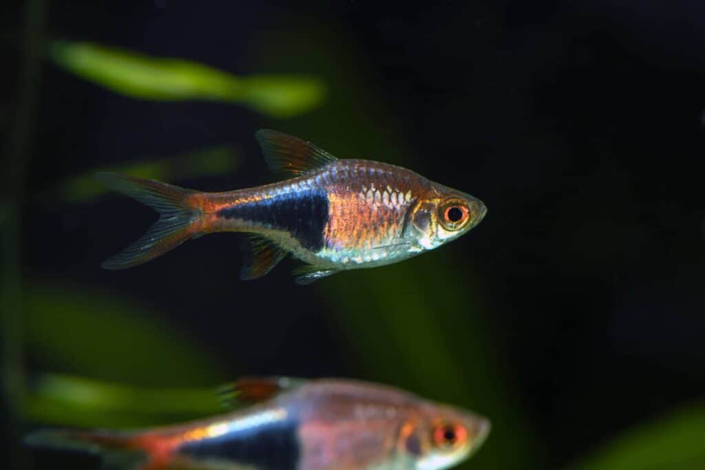 Harlequin Rasbora and Betta Fish – Can They Live Together?