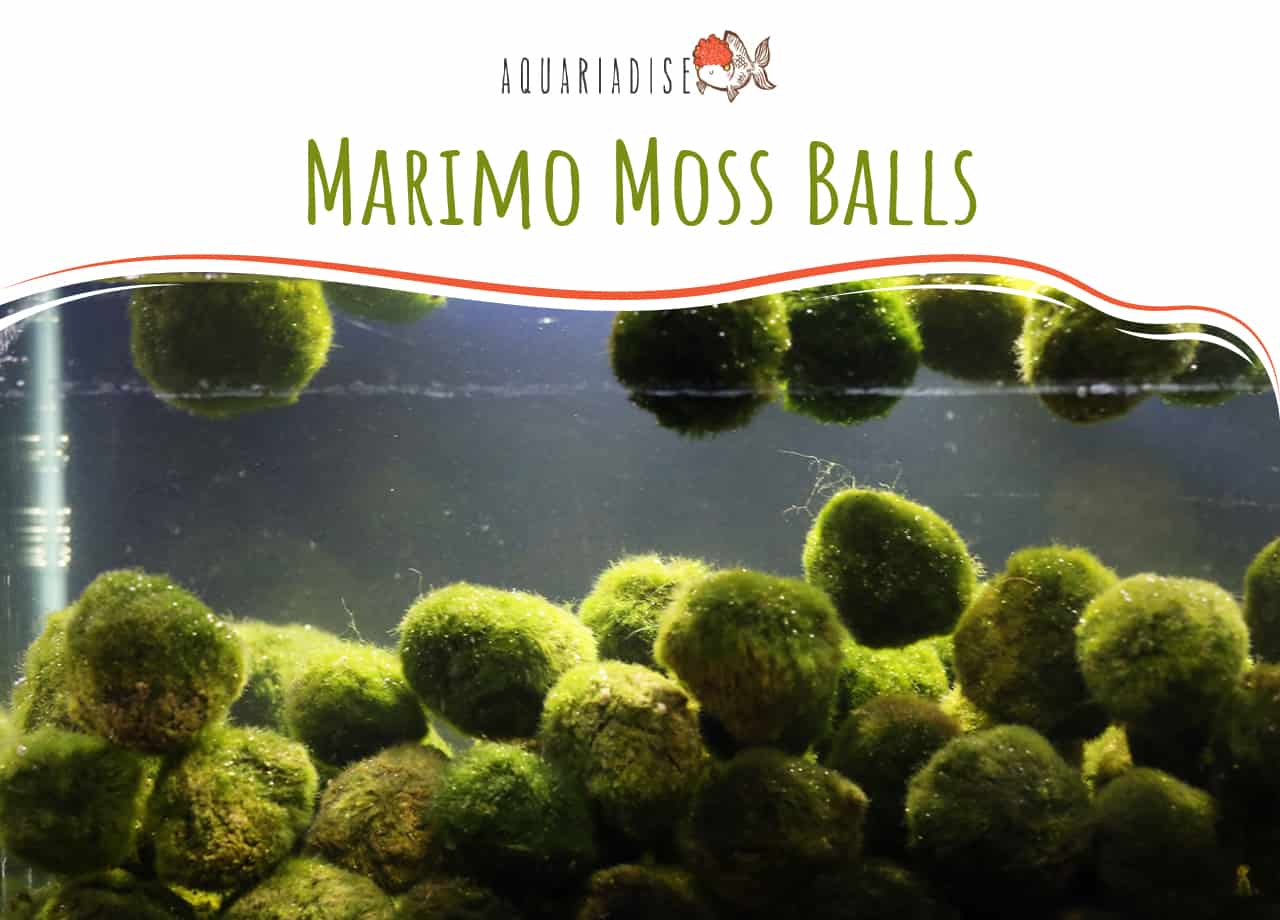 BIG MARIMO MOSS BALLS Cladophora Plant Grass Home Aquariums Water Tank Decor New 