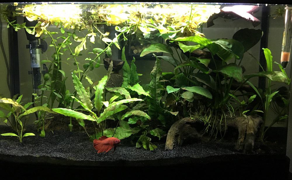 betta fish tanks for sale