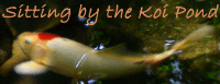 sitting by the koi pond