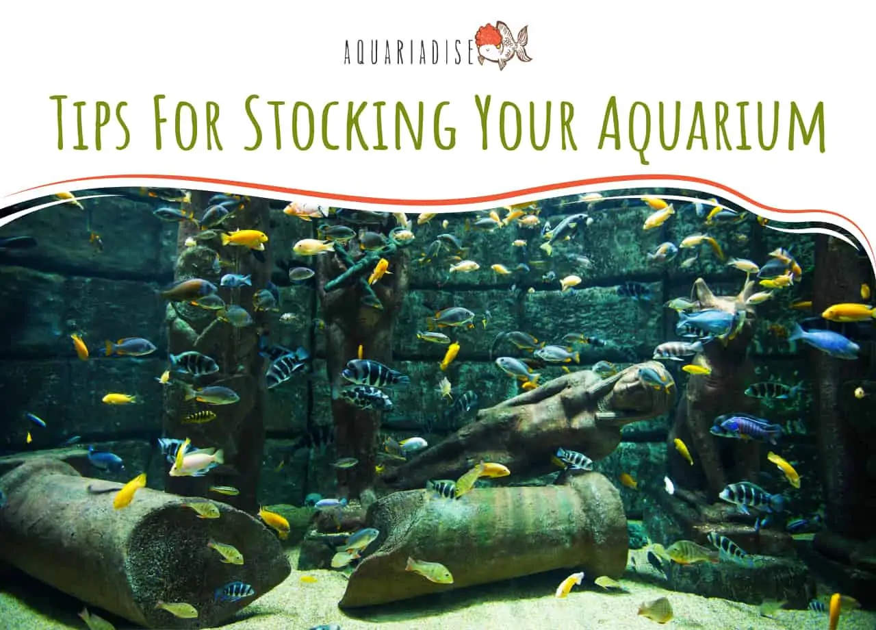 Tips For Stocking Your Aquarium