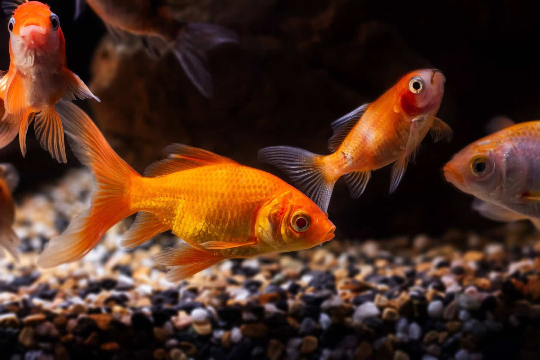 Types Of Goldfish Single And Double Tailed Aquariadise