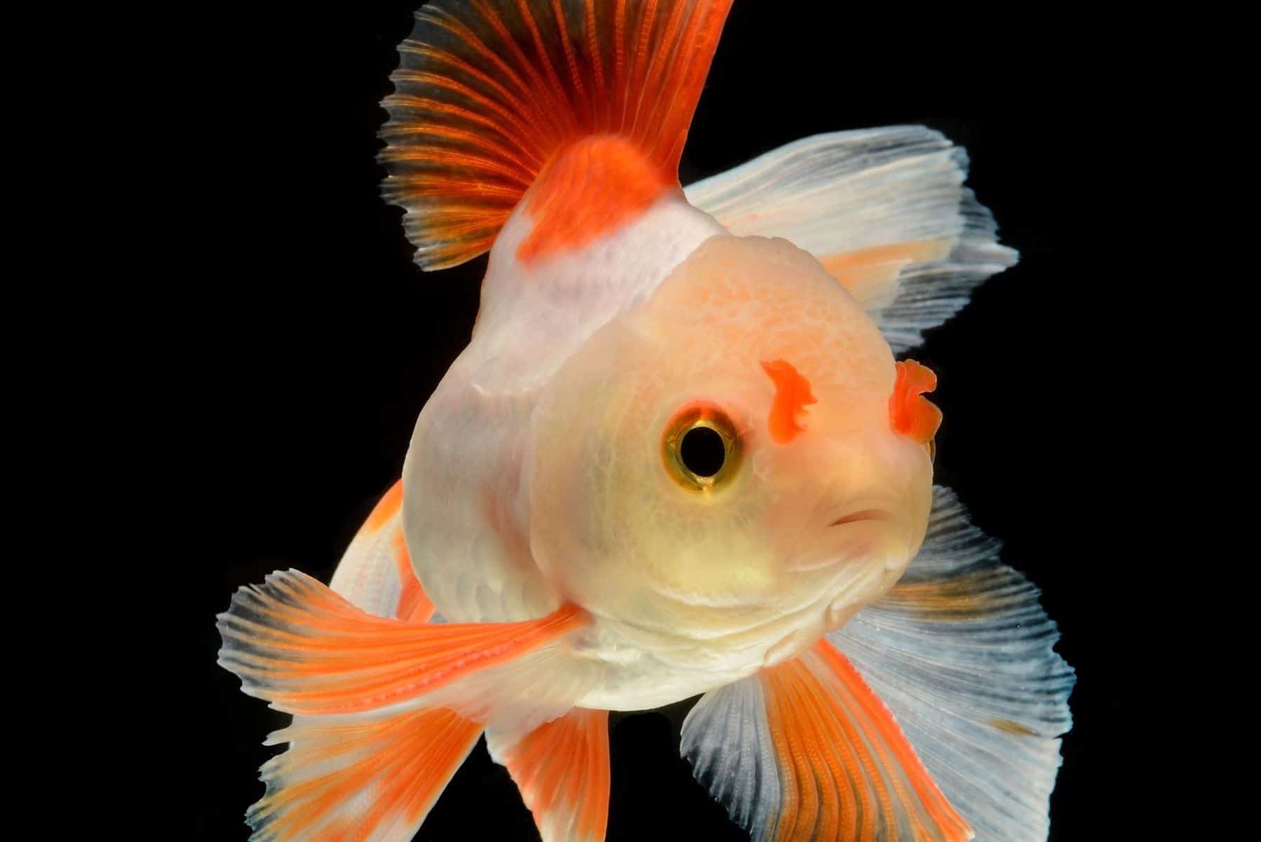 Visprofiel: Sluierstaart goudvis Carassius - Aquariadise