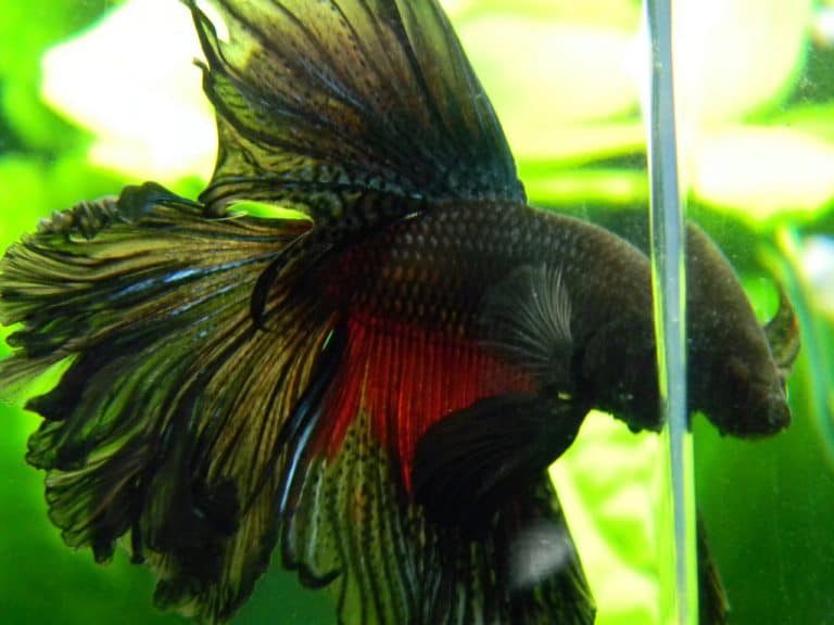 Rosetail Betta: The Downside Of Beauty In This Betta Mutation