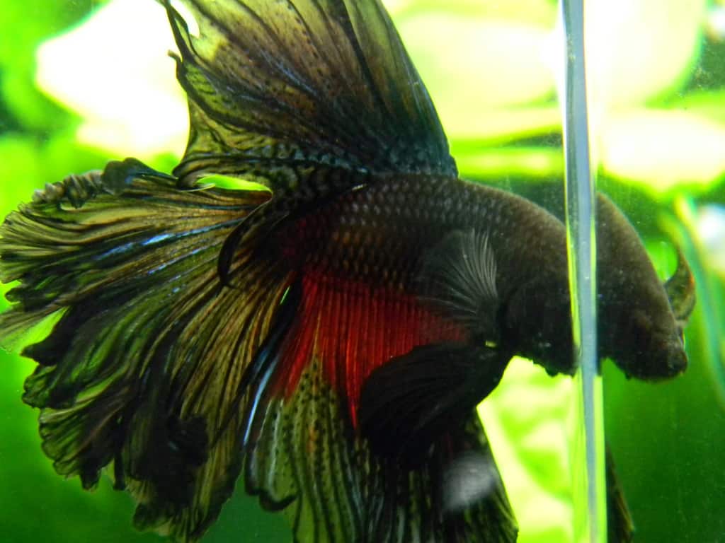 female rosetail betta