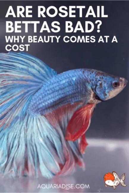 Rosetail #bettafish are among the most beautiful out there. Unfortunately, though, you might be better off avoiding them... #aquariums #fishtank