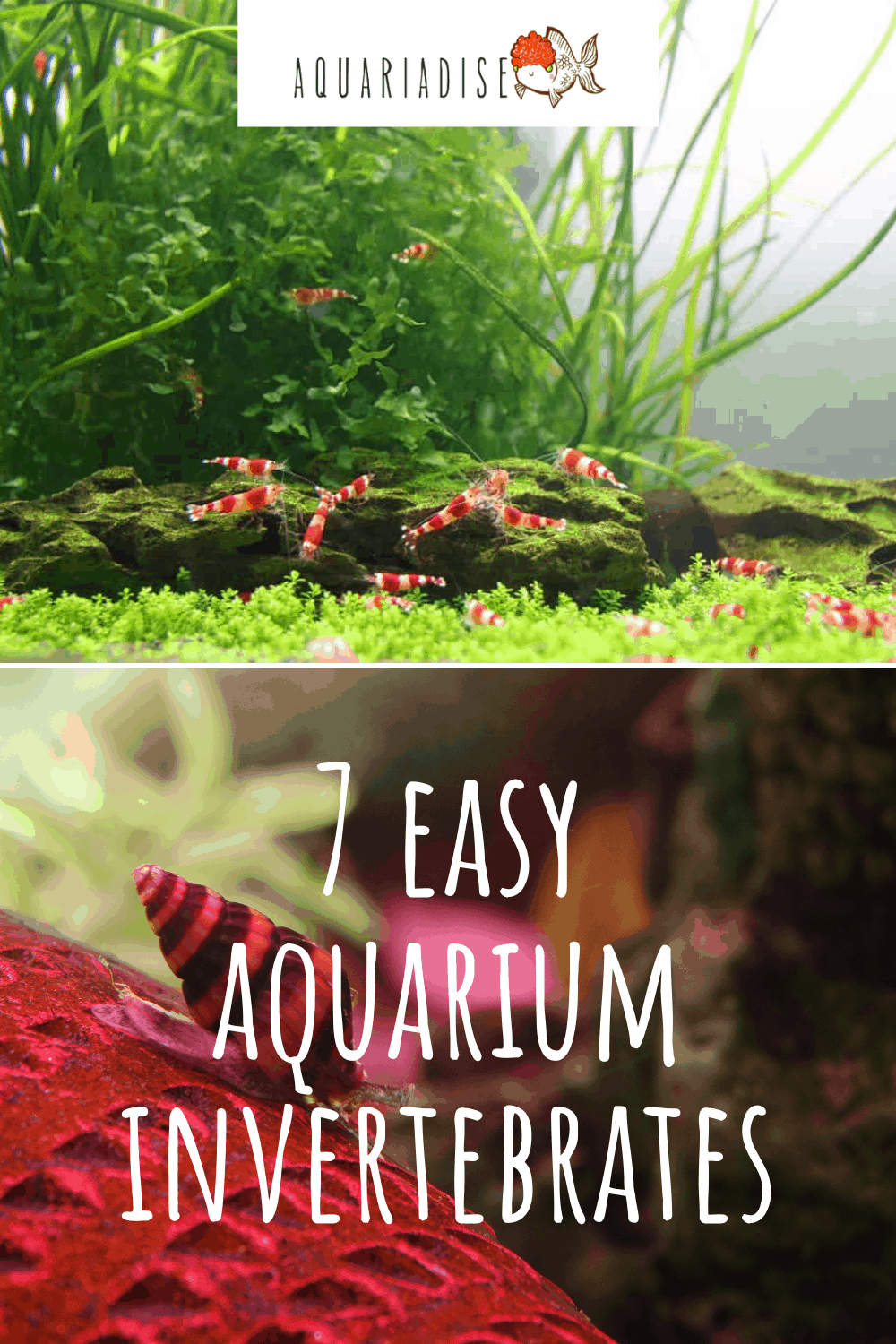 7 Easy Aquarium Invertebrates That Are Beginner Friendly - Popular Invertebrates For Reef Aquarium Hobbyists