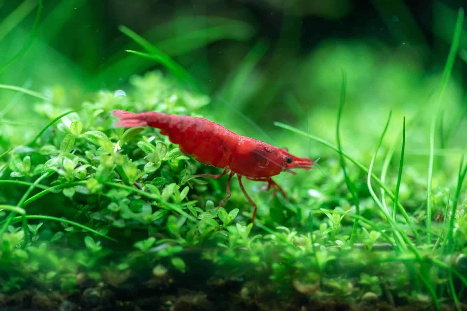 Camarones Cereza