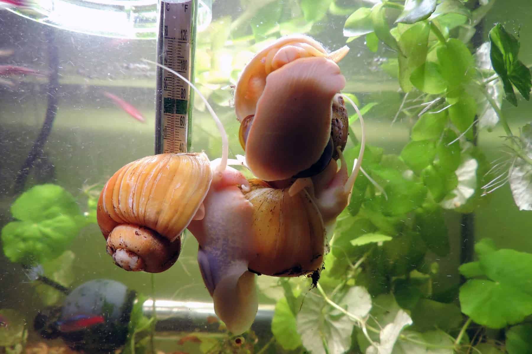 Aquarium Snails