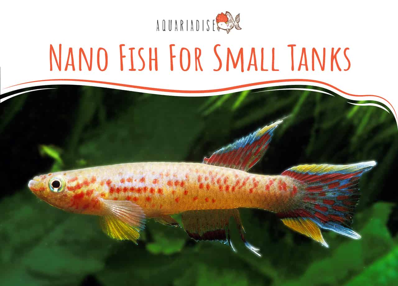 Nano Fish For Small Tanks