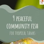 9 peces comunitarios pacíficos