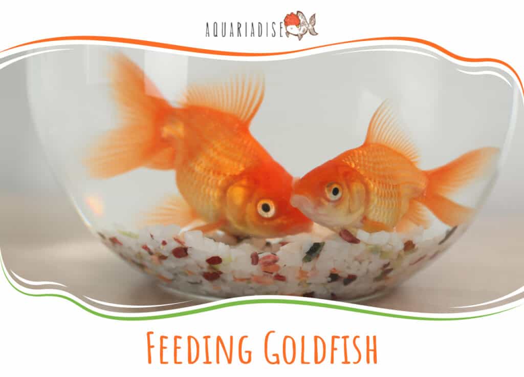 Feeding Goldfish