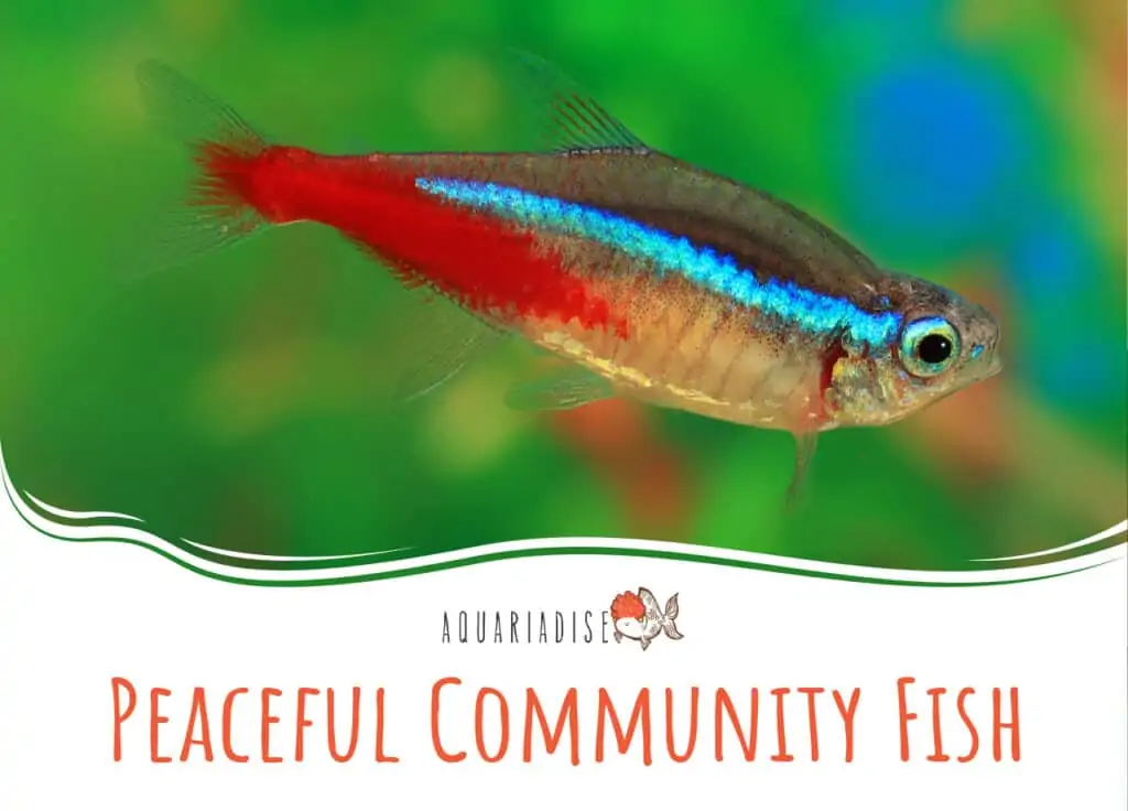 Peaceful Community Fish