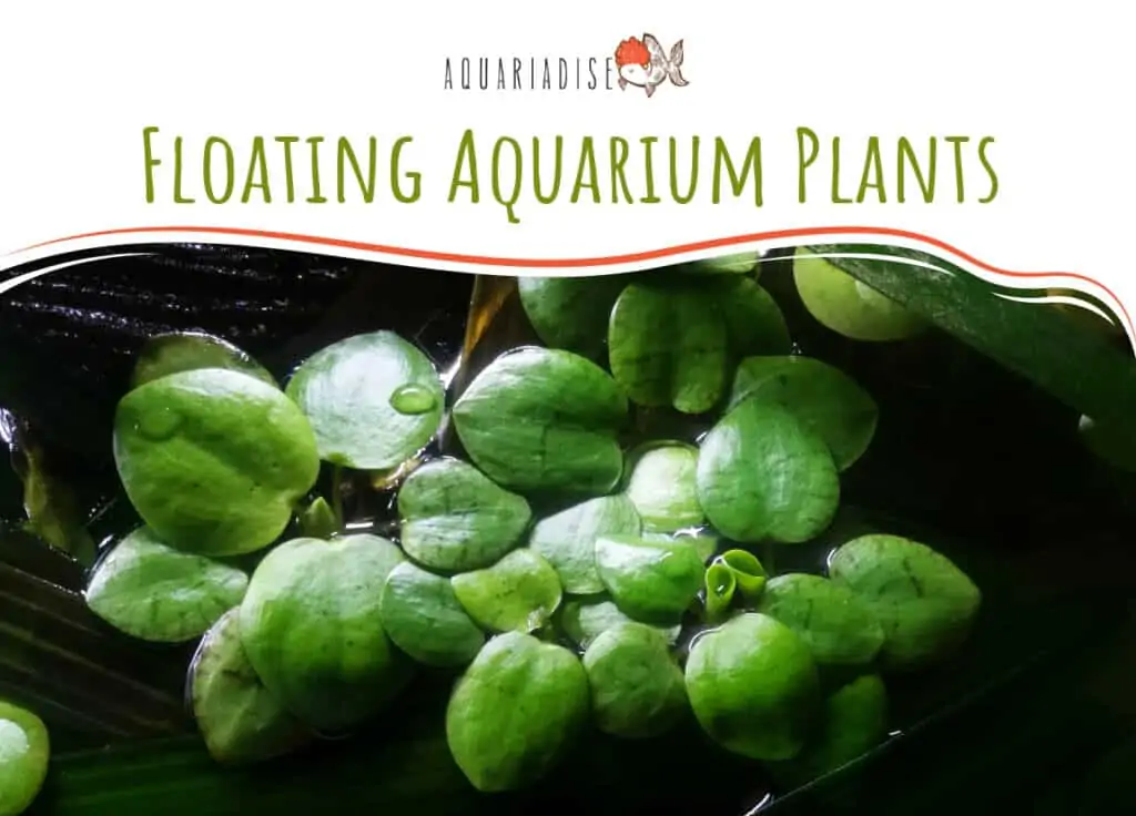 Floating Aquarium Plants