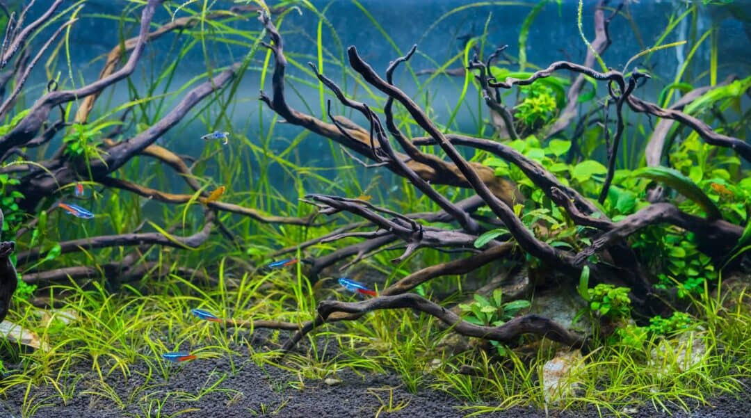 View of Aquarium Driftwood: Decorating That Comes With Benefits