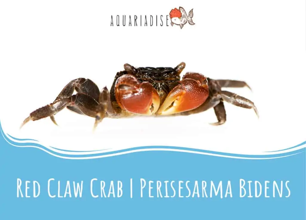 Red Claw Crab Caresheet