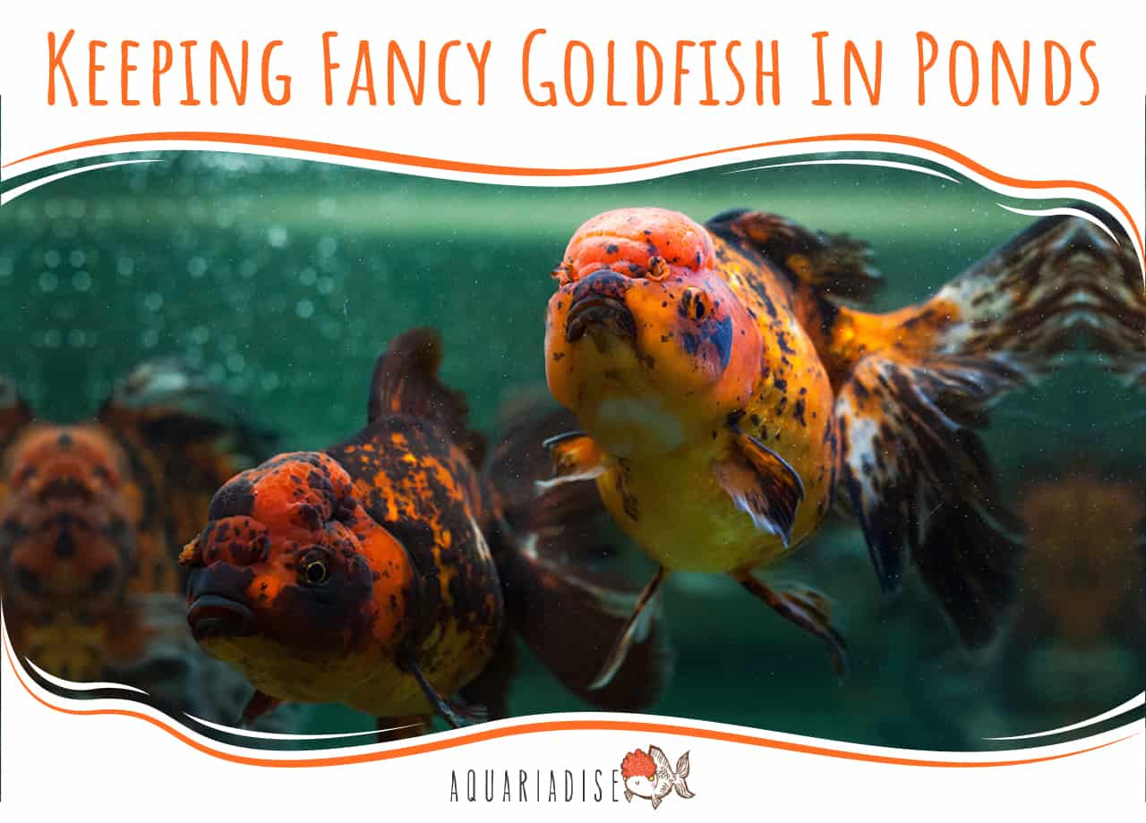Keeping Fancy Goldfish In Ponds