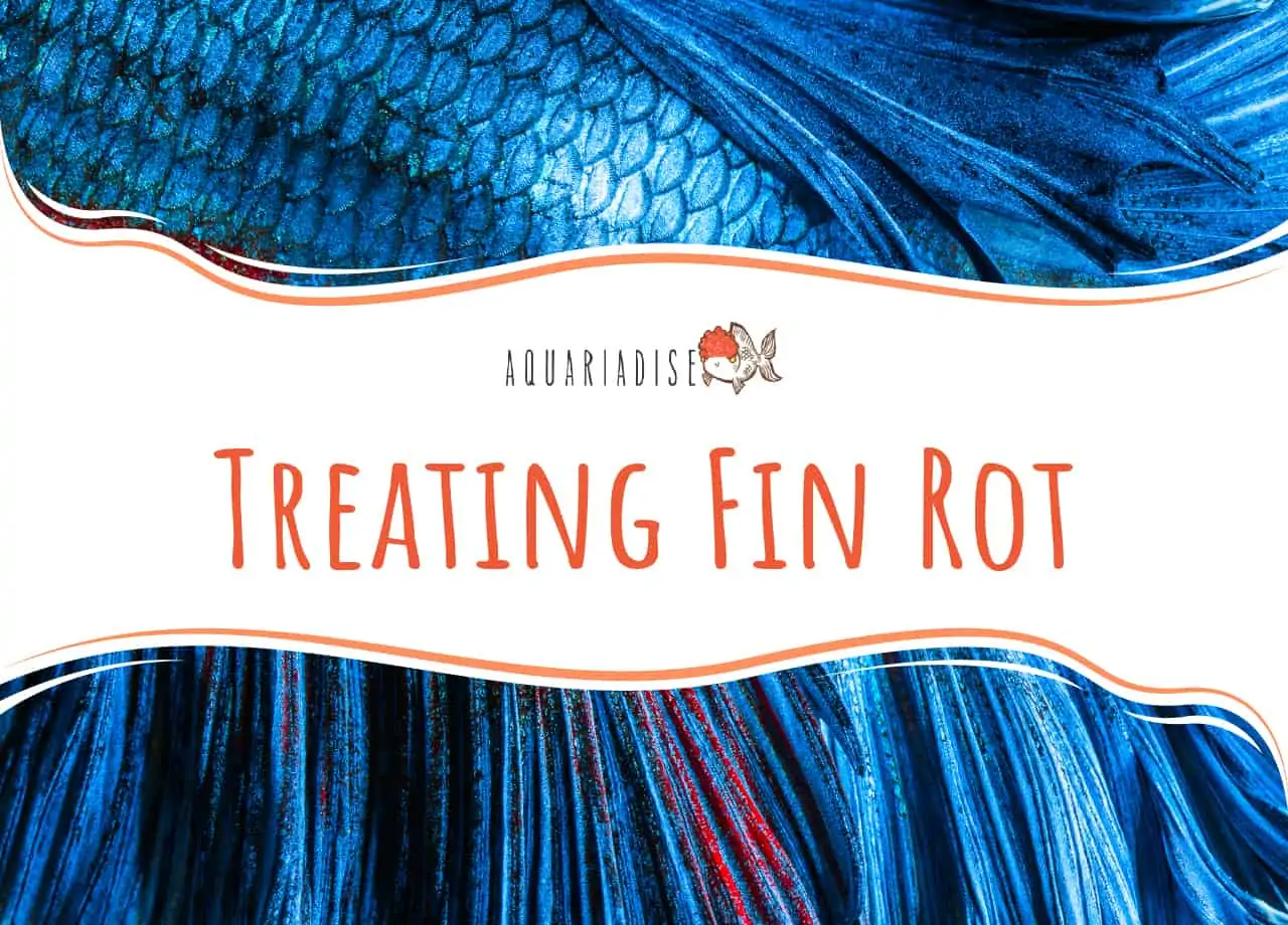 Treating Fin Rot