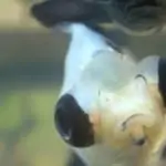 panda goldfish