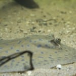 freshwater stingray