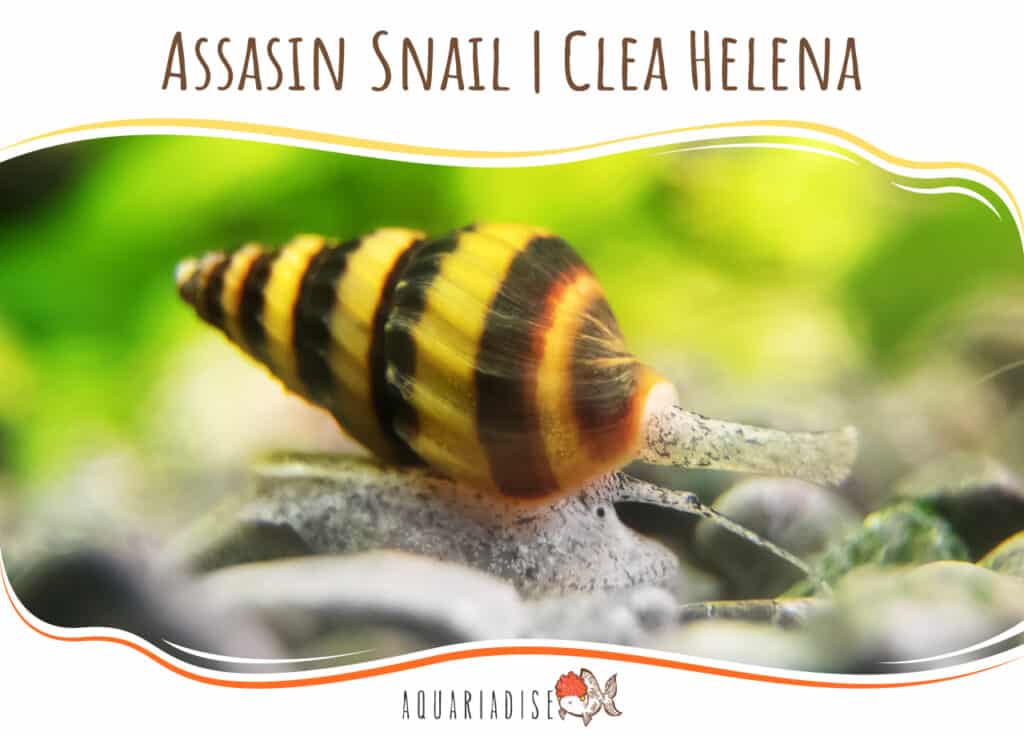 Assasin Snail Clea Helena