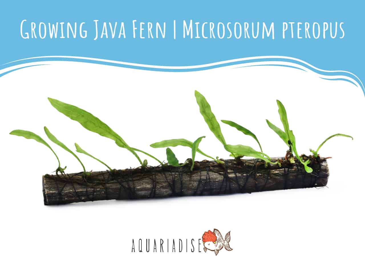 Growing Java Fern Microsorum pteropus