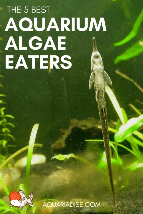 The 5 best algae eaters for the aquarium!