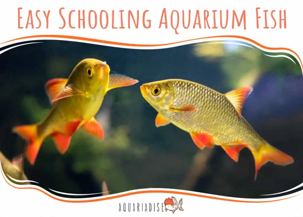 Easy Schooling Aquarium Fish