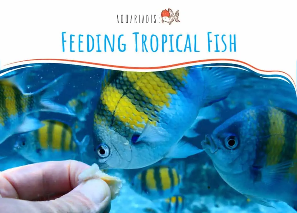 Feeding Tropical Fish