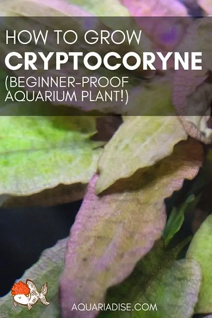 Growing Cryptocoryne | Beginner favorite aquarium plant!