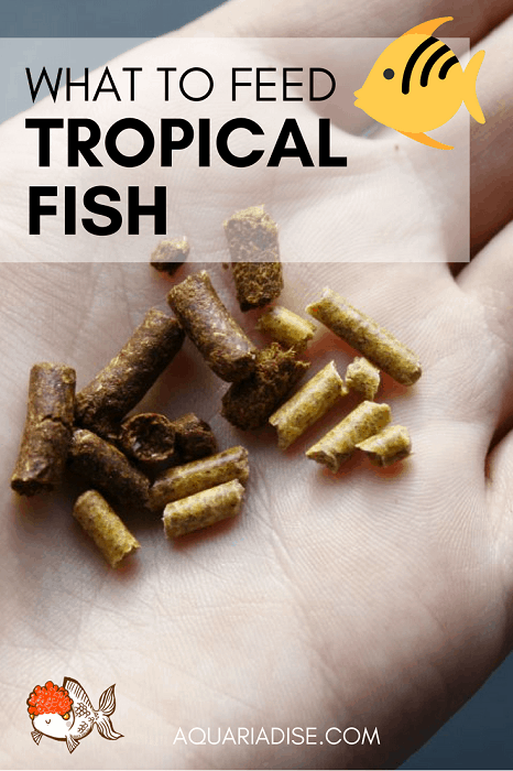 Alimentación de peces tropicales |  Qué y cómo alimentar