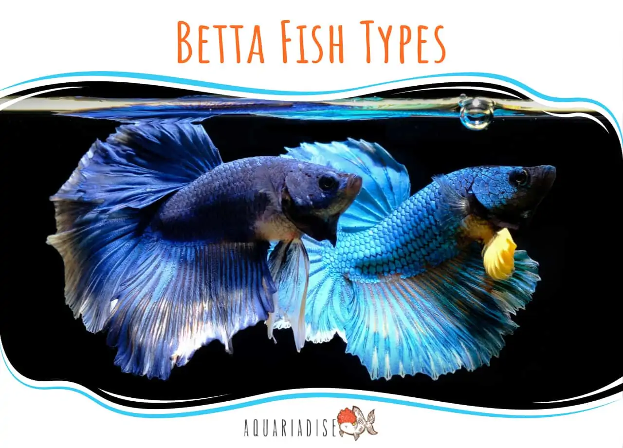 Betta Fish Types