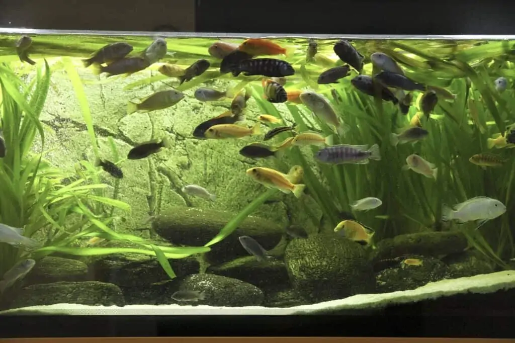Setting Up Fish Tank Mistakes