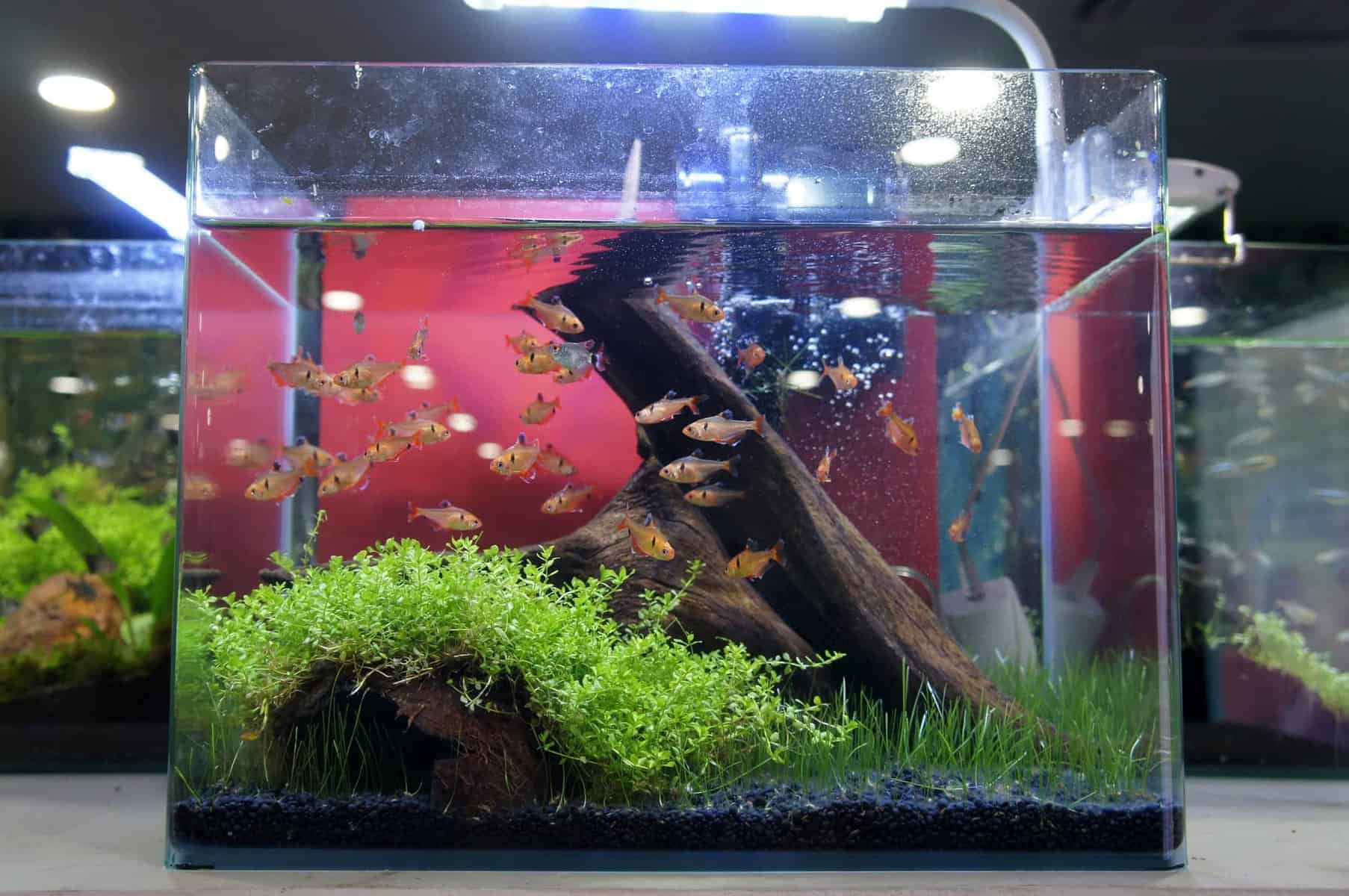 Stocking a 5-Gallon Fish Tank