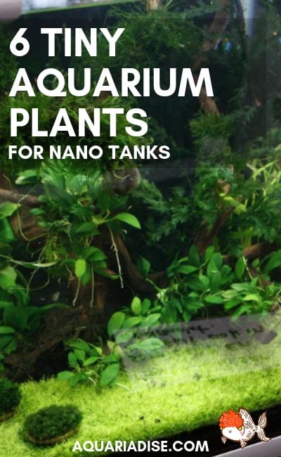 #Plants for tiny #aquariums - they exist!