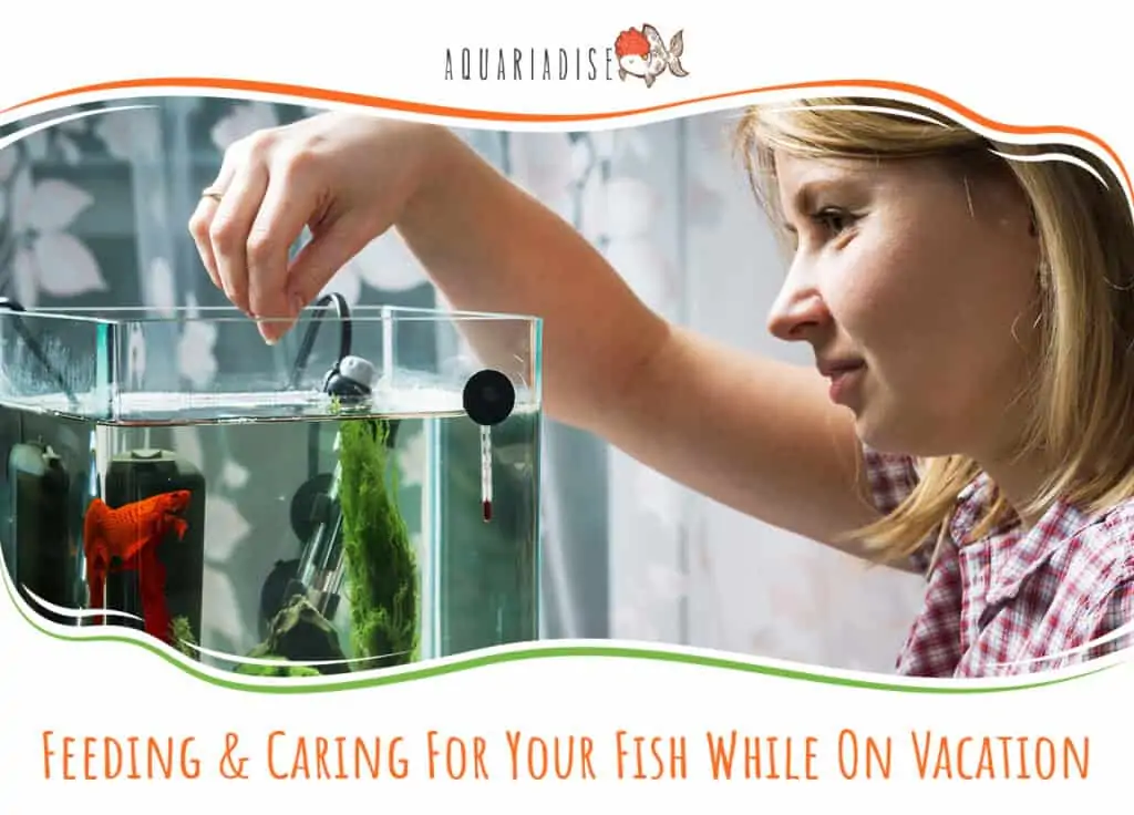 Feeding & Caring For Your Fish While On Vacation